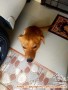 OPEN ADOPT : ANJING MIX