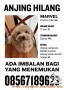 Anjing Hilang