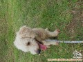 Open Adopt Poodle