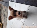 Open adopt : mix puppy