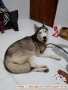 Open Adopsi Siberian Husky Jakarta/Tangerang