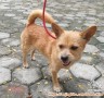 Adopsi anjing