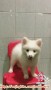 Open adopsi : Minipom jantann