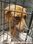 Free Adopt