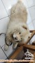 CHOW CHOW FREE ADOPT