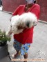 FREE ADOPSI