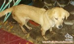 Hibah anjing rawatan