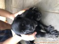 Open Adopt Puppy Mini Pinscher Mix