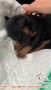 Mix Puppy Rotweiller Husky Jantan