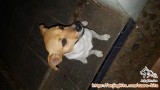 Adopsi anjing campuran jack russell