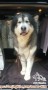 Kennel boy utk urus alaskan malamute