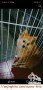 Free adopt Pomeranian betina