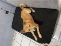 Open Adopt Labrador Retriever Mix
