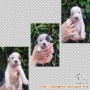 OPEN ADOPSI PUPPY MIXED BREED