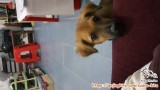 Free Adopt