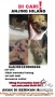 DI CARI ANJING HILANG