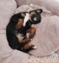 Free Adopt Puppy