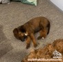 Free Adopt mix breed