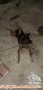 Kehilangan anjing mix