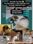Anjing Hilang, mohon bantuannya untuk share