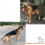 Hibah Anjing Herder