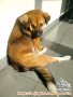 Hibah anak anjing campuran kampung