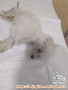 Beli Mini Maltese, belum sampai 1 hari muncul gejala parvo