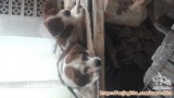 Free Open Adopsi mix beagle