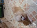 adopsi anjing pom
