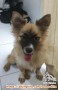 Open Adopt Anjing Mixed Pom + Chihuahua
