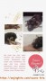 FREE ADOPT ANAK ANJING
