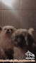 Hibah 2 Anjing Mixed Shih Tzu di Bandung