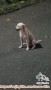 OPEN ADOPTION / HIBAH Anjing Jantan