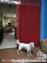 Re: BUTUH ADOPTER YANG SAYANG ANJING DAN PUNYA WAKTU-GOLDER RETRIEVER