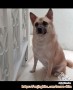 Open adopt anjing jantan terawat khusus penyayang anjing