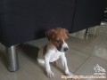 Mencari pengadopsi anak anjing jack russel terrier mix umur 2 bln