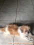 Open Adopt Shit Tzu umur 6thn jantan. Karang Tengah