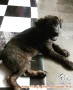 adopsi anjing free