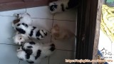 Open adop perankan sitzhu puddle