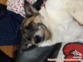 OPEN ADOPT ANJING AREA SEMARANG