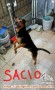Adopsi 2 anjing penjaga