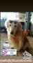 Cari loker kennel boy
