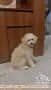 OPEN ADOPT Shihpoo jantan 8 bulan
