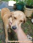 Open Adopt - Mixed Golden & Beagle