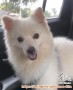 Oper adopt anjing pom jantan 2thn. Tangerang banten