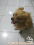 Adopsi anjing