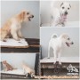 Open adopt