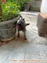 Open Adopt Puppy Akita American mixed 3 Bulan
