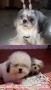 adopsi anjing