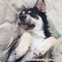 Adopsi anjing mix